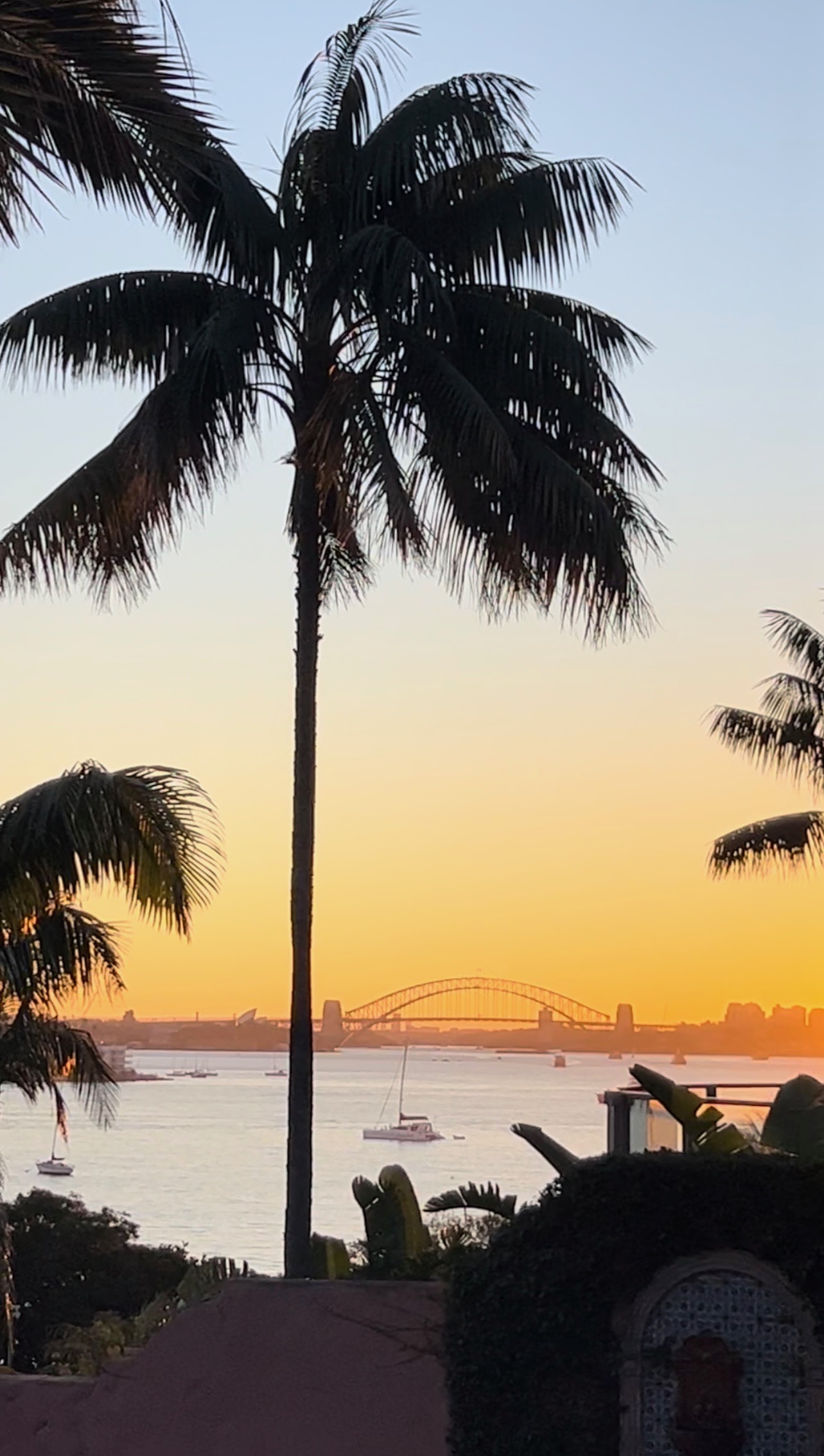 Palm tree silhouette with Sydney Harbour Bridge at golden sunset
